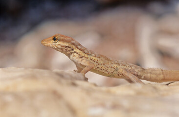 Fototapeta premium Pristurus samhaensis.