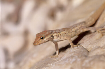 Pristurus samhaensis.