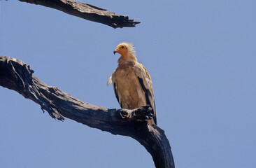 Egyptian vulture