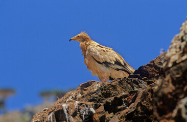 Egyptian vulture