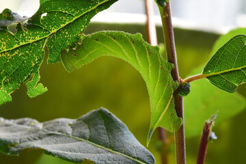 Eyed hawk moth caterpillar (Smerinthus ocellata) feeding on sallow leaves (Salix caprea)  - obrazy, fototapety, plakaty