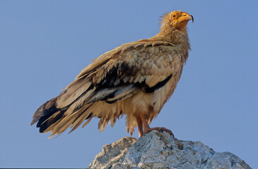 Egyptian vulture