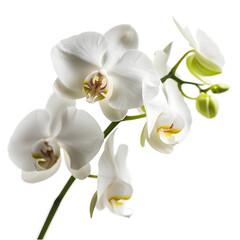 Naklejka na ściany i meble Three day old white orchid isolated on white background. Closeup