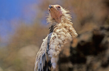 Egyptian vulture