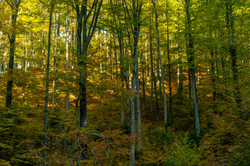 Autumn forest, Beskid Sądecki, Lesser Poland, EU, Jesienny las, Beskid Sądecki, Małopolska, EU