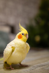 Fototapeta premium Beautiful photo of a bird.Funny parrot.Cockatiel parrot. Home pet yellow bird.Beautiful feathers.Cute cockatiel.Home pet parrot.A bird with a crest.Natural color.Birdie.The parrot looks in the mirror.