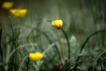 Petites fleurs jaune du printemps