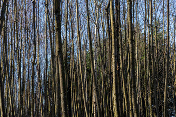 parallel trees in a forest with blue sky in the background