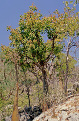 Commiphora myrrha