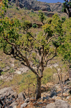 Commiphora myrrha