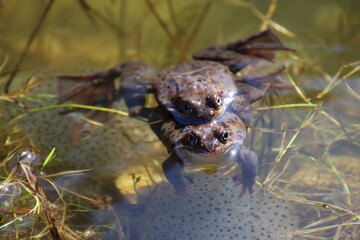 frog in the pond