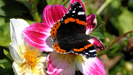 Vanessa Atalanta Red Admiral Butterfly on a Dahlia in bloom in a garden in the UK