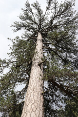 Pine tree trunk perspective view from below