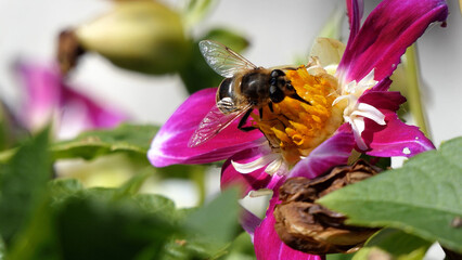 Bee on a Dahlia in bloom in a garden in the UK