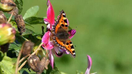 Small Tortoiseshell Butterfly on a Dahlia in bloom in a garden in the UK