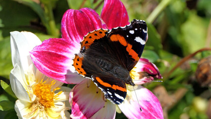 Vanessa Atalanta Red Admiral Butterfly on a Dahlia in bloom in a garden in the UK