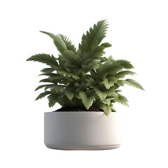 green plant in white pot 
