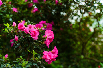Azalea blooms with pink spring flowers. Gardening, botanical garden, spring