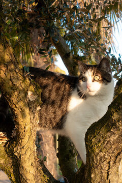 Scared cute young tabby cat stuck in tree climbing and playing in afternoon sun