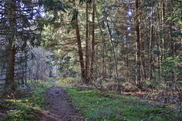 Obraz premium footpath in the forest