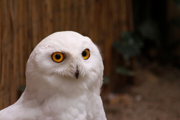 Schneeeule mit großen Gelben Augen in der Nahaufnahme