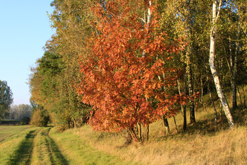 Rotbraune Färbung im Herbst eines Ahorn an einem Feldweg
