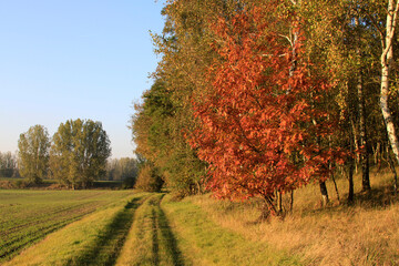 Rotbraune Färbung im Herbst eines Ahorn an einem Feldweg