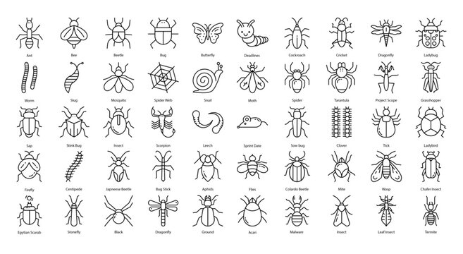 Insects Thin Line Icons Insect Bug Butterfly Iconset in Outline Style 50 Vector Icons in Black
