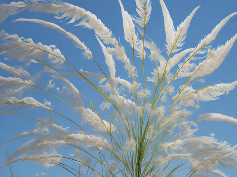 Beautiful white kashful or kans grass flower in hand with Blue Sky. Saccharum spontaneum Flower