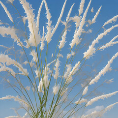 Beautiful white kashful or kans grass flower in hand with Blue Sky. Saccharum spontaneum Flower