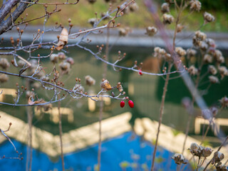 川沿いの真っ赤なグミ