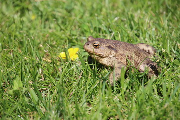 frog on the grass