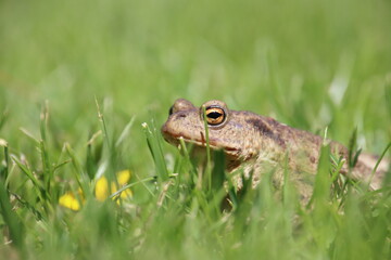 frog on the grass