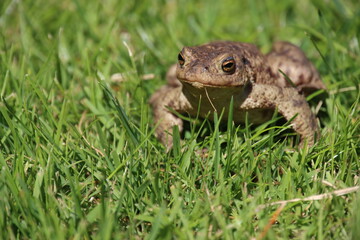 frog on the grass