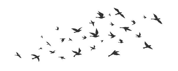 Collection of flying bird silhouettes. Collection of bird silhouettes. Isolated on White background - obrazy, fototapety, plakaty