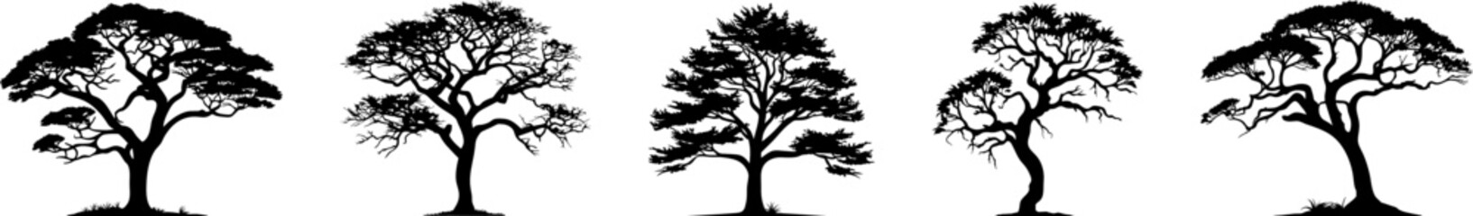 Tree silhouettes, vector, conifers, etc.