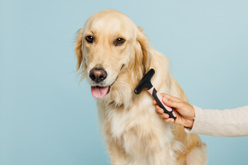 Close up professional female hand hold grooming brush trimming her cute best friend golden retriever dog at salon isolated on plain pastel light blue background studio. Take care about pet concept. - obrazy, fototapety, plakaty