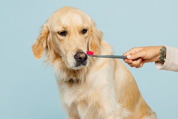 Close up professional female hand hold brush brushing teeth of her cute best friend golden...