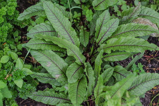Rumex sanguineus, docks and sorrels, genus Rumex L. green with purple veins young leaves in a garden in a village in the garden. Non-GMO diet product. Ecological farming.