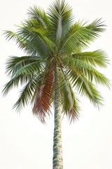 A picture of a palm tree with a clear white sky in the background. Suitable for tropical or vacation-themed designs