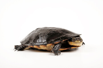 Toadhead turtle, Gibba turtle // Buckelschildkröte (Mesoclemmys gibba) - obrazy, fototapety, plakaty