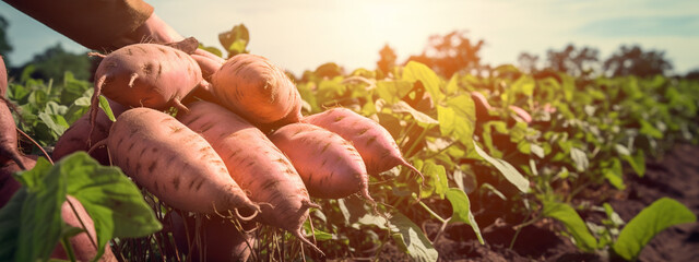 sweet potato harvest. sweet potato farm - obrazy, fototapety, plakaty