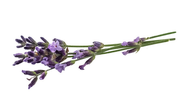 bunch of lavender