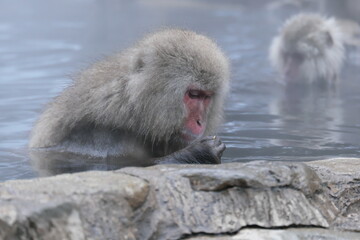 長野県山ノ内町　地獄谷野猿公苑のニホンザル　Japanese macaque monkeys in Jigokudani Monkey Park, Yamanouchi Town, Nagano Prefecture