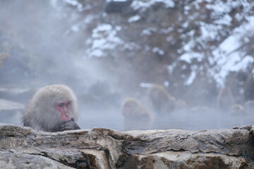 長野県山ノ内町　地獄谷野猿公苑のニホンザル　Japanese macaque monkeys in Jigokudani Monkey Park, Yamanouchi Town, Nagano Prefecture
