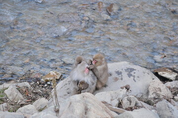 長野県山ノ内町　地獄谷野猿公苑のニホンザル　Japanese macaque monkeys in Jigokudani Monkey Park, Yamanouchi Town, Nagano Prefecture