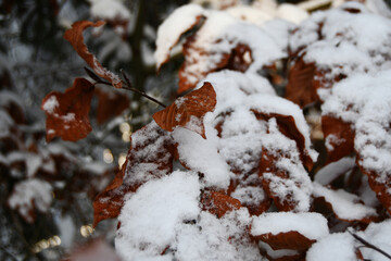 Leaves with snow