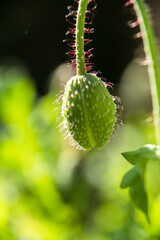 Closed poppy flower bud in a garden.