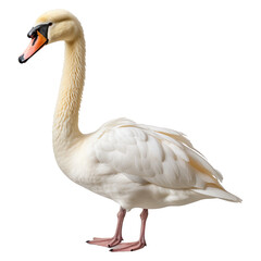 Portrait of swan animal, isolated on transparent of white background