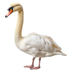 Fototapeta premium Portrait of swan animal, isolated on transparent of white background